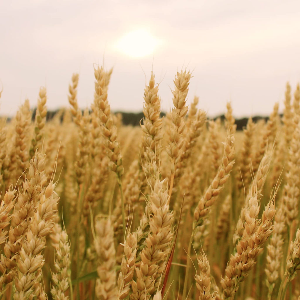 Soft White Wheat Berries 25 Lbs C616