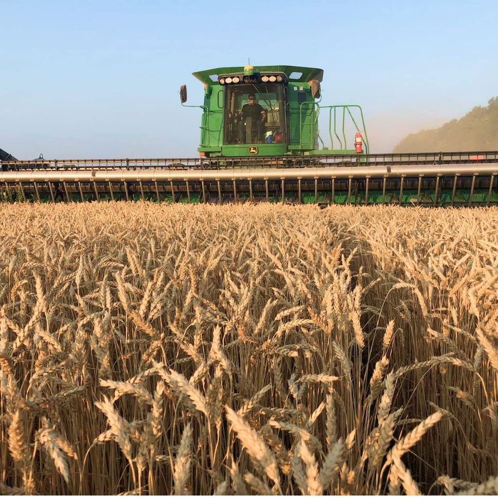 Soft White Wheat Berries 25 Lbs C616
